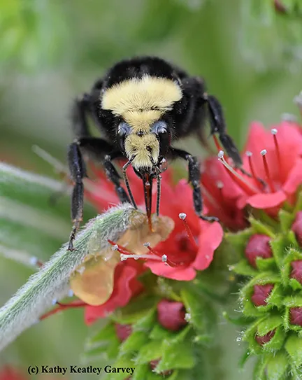 Yellow-faced bumble bee, Bombus vosnesenskii, on Echium wildpretii.