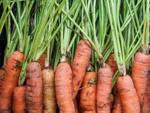Bunch of carrots