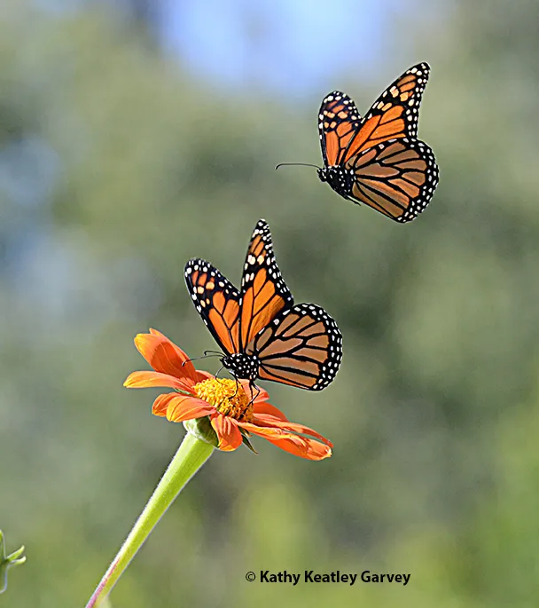 Two monarchs, one on a Tithonia, the other overhead