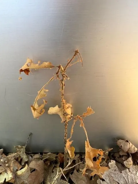 A damaged oak seedling.