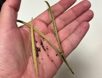 hand holding dried seed heads of California poppies