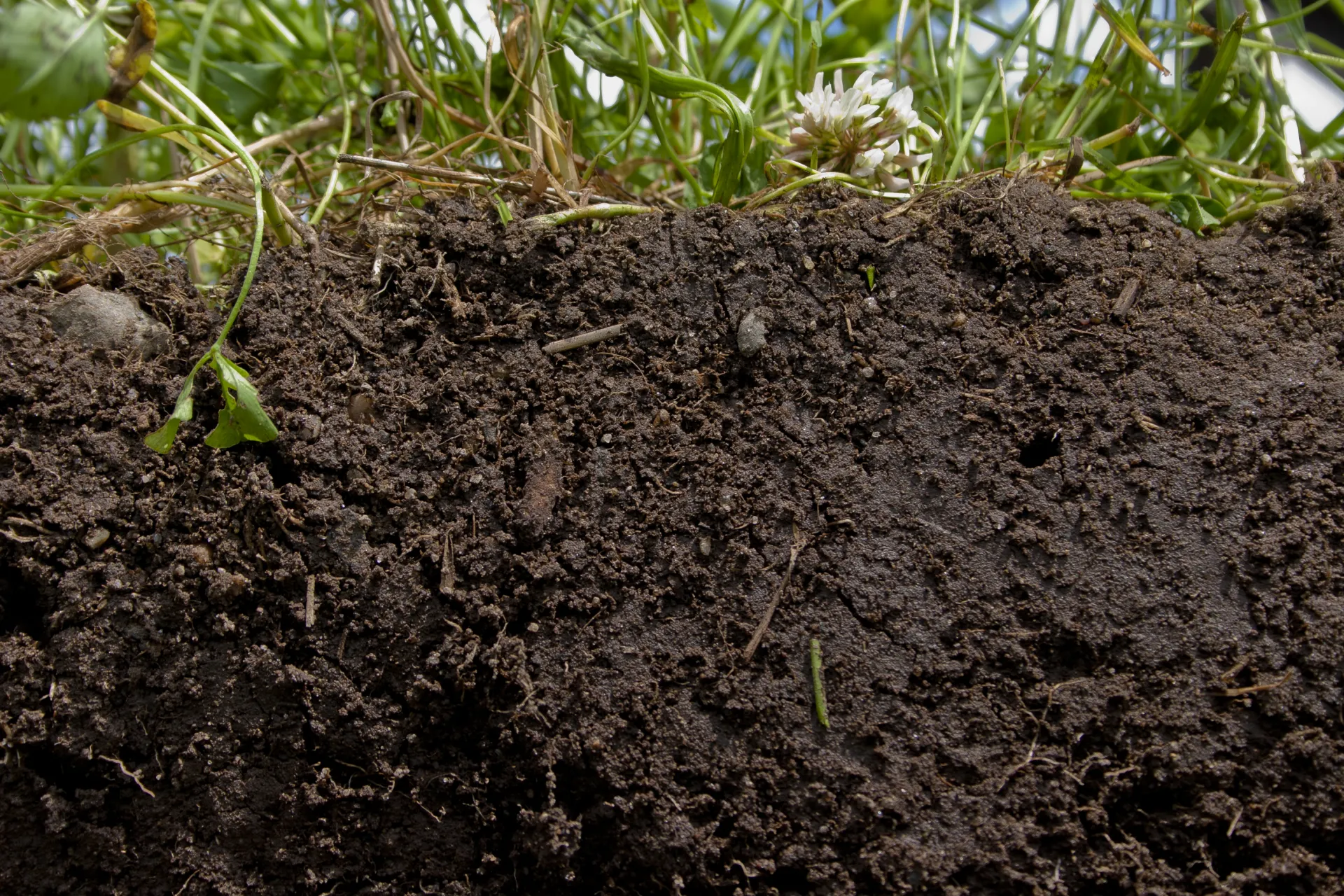 Image show healthy permeable soil