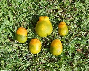 HLB affected fruit