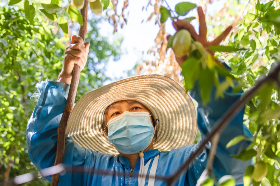 jujube farmer