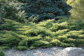 juniper shrubs