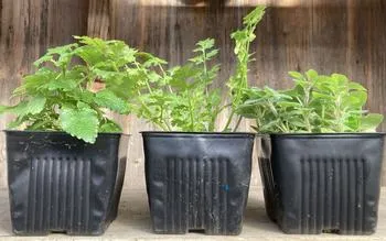 lemon balm, cilantro, and oregano seedlings