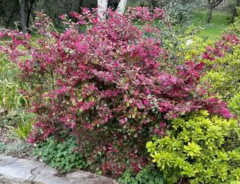 magenta leaves of the Loropetalum chinense bush