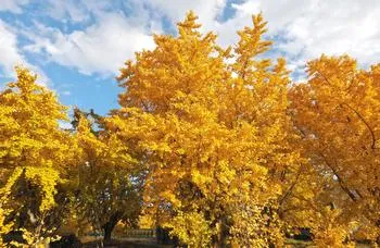 male flowering ginkgo trees with yellow leaves