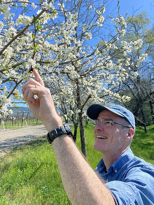 Professor Neal Williams examining almond blossoms.