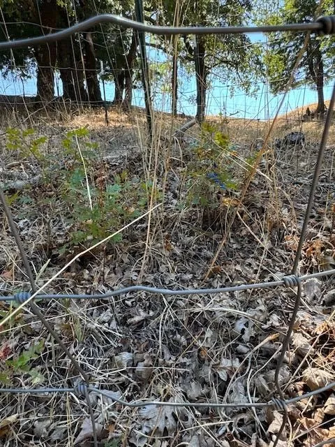 Oak seedlings in a tree cage.