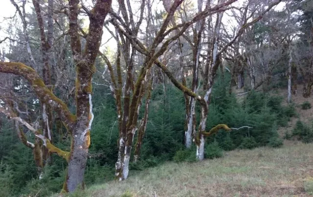Oak woodlands with encroaching conifers.