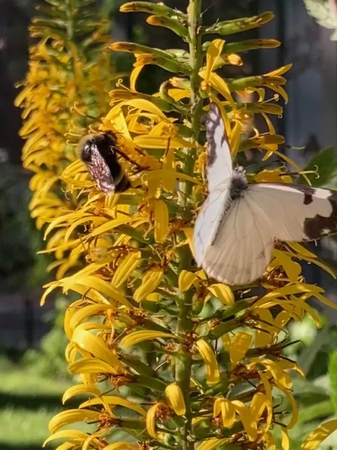 Pine White Butterfly with bat faced bumble bee on yellow flowers
