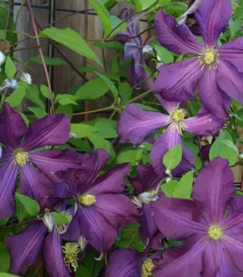 purple blossoms on a Clematis vine