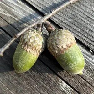 Two California black oak acorns.