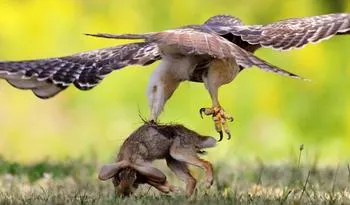 red-tail hawk snatching a small rabbit in its talons