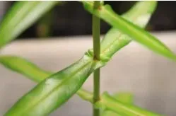 Thin, elongated leaves surrounded a thin central stem of redstem.