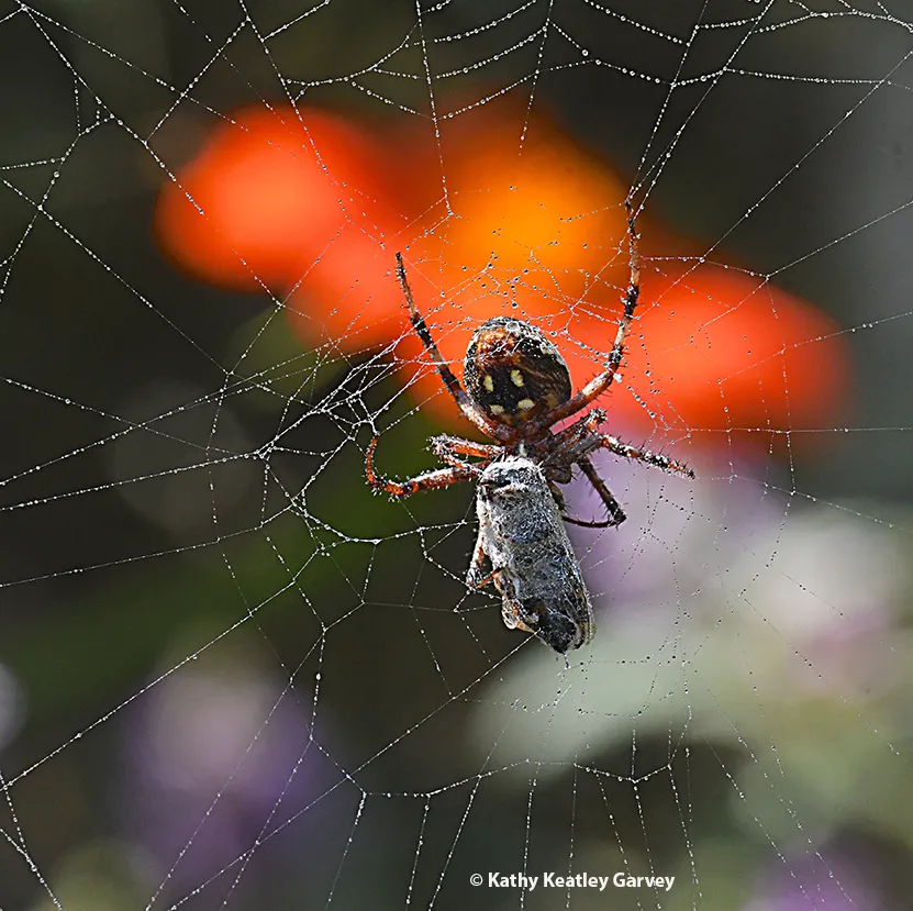 Orb weaver snags a honey bee in its web.