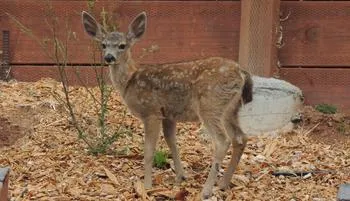 spotted fawn eating leaves off of a bush