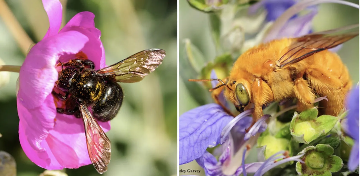 Male and female Valley carpenter bees.