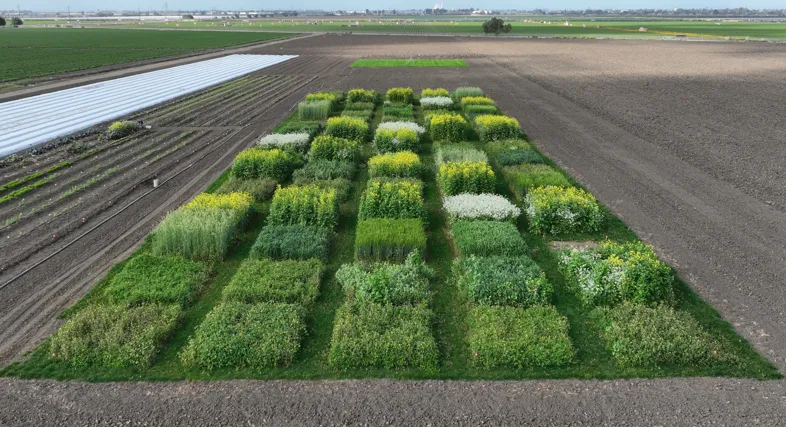 Cover crops growing in field