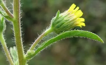 yellow stinkwort flower and stem with sticky hairs
