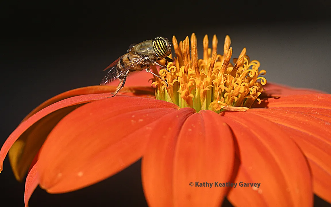 Eristalinus taenliops, a species of hoverfly