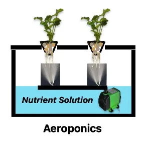 An aeroponics system with two plants suspended above a reservoir of nutrient solution. Using a pump and misters, the roots are regularly sprayed with nutrient solution.