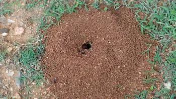 ant hill in a garden, a sign that ants are tunneling below it