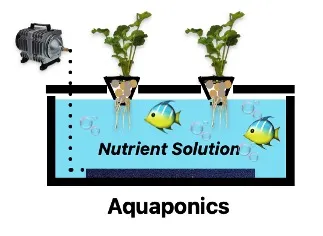 An aquaponics system with two plants suspended above a fish tank with a couple of fish. A pump and air stone at the bottom provide additional oxygen for the fish and plants.