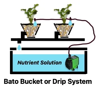 A Bato bucket hydroponic system with two plants sitting in growing medium and Bato buckets. A pump brings the nutrient solution from the reservoir and drips it in each bucket.