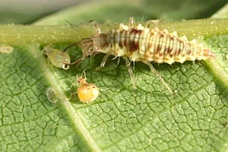 Beneficial Lace wing larvae are often mistaken as Bad bugs- Courtesy UCANR