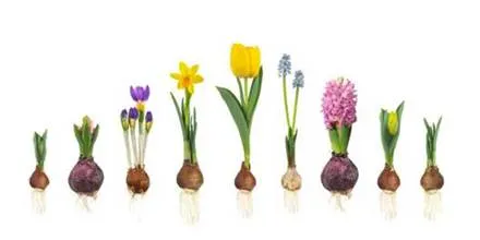 Diagram of spring bulbs and their flowers-Courtesy iStock