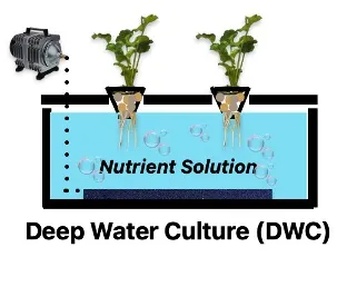 A Deep Water Culture hydroponic system with two plants suspended above a reservoir of nutrient solution and a pump supplying oxygen through an air stone at the bottom.