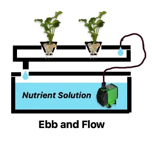 An Ebb and Flow hydroponic system with two plants growing in a shallow tray while a pump periodically floods the tray with nutrient solution.
