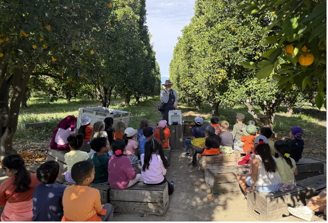 Grade school students sit on wooden boxes in between rows of citrus trees facing an adult