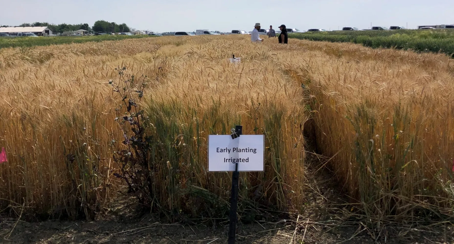 trial plots on display at a field day in the 2023-24 season