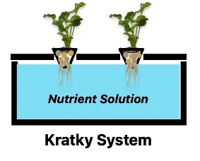 Kratky hydroponic system with two plants suspended above a reservoir of nutrient solution.