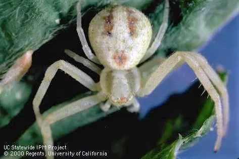 Look for this this beneficial Crab Spider - Courtesy UCANR