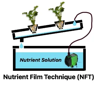 A Nutrient Film Technique hydroponic system with two plants growing in a sloped channel. A pump takes the nutrient solution from the reservoir and feeds it into the high side of the channel.
