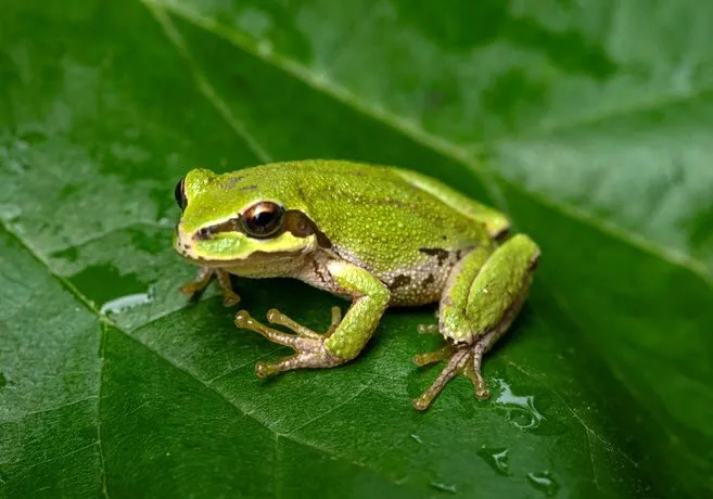 Pacific Tree Frogs are cute, native, and beneficial - Courtesy Shutterstock.jpg