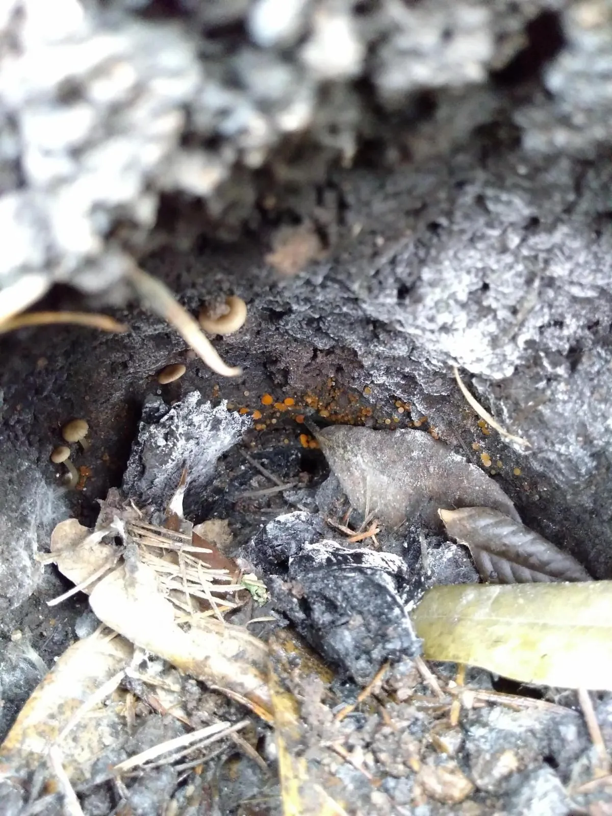 Mushrooms growing inside a burned out root cavity.