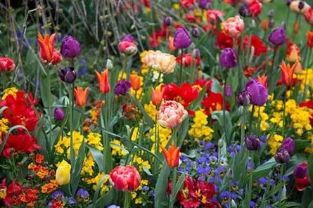 Spring bulbs in bloom-Courtesy iStock
