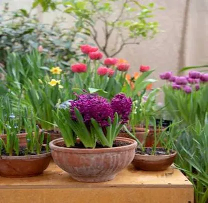 Spring Bulbs in Containers - Courtesy iStock