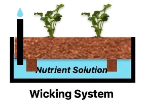 A wicking hydroponic system with two plants in a growing medium sitting above a reservoir of nutrient solution. Two wicks bring the nutrient solution into the root zone.