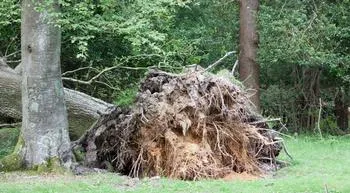 a large tree fallen over with roots exposed