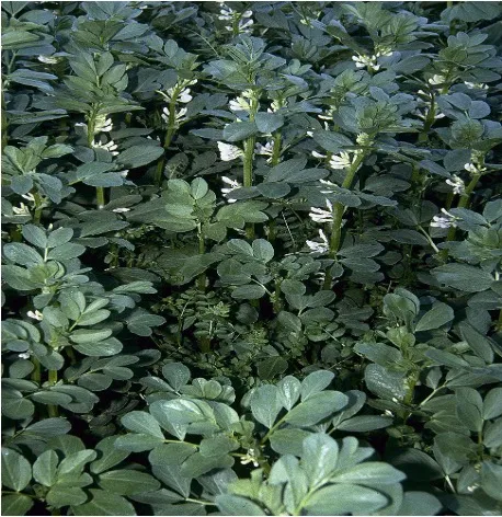 several broad bean plants in flower