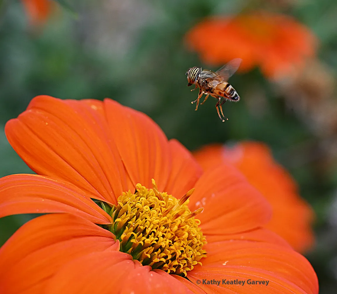 Eristalinus taenliops takes flight.