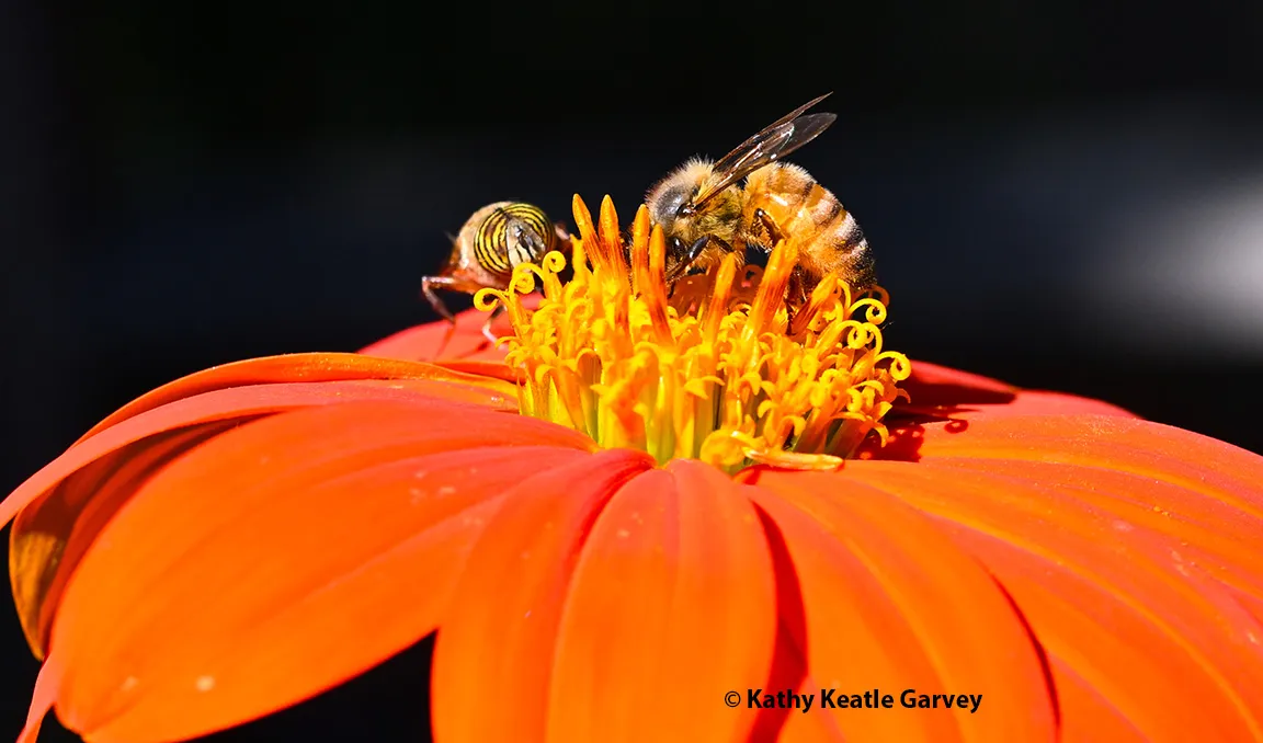 Sisters? No. One is a fly, the other a bee.
