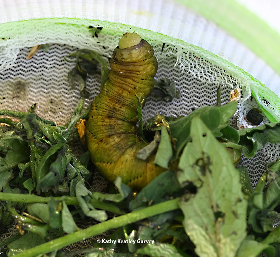 Tobacco hornworm about to burrow into the soil.