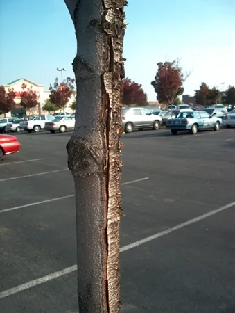 Tree trunk with severe sunscald